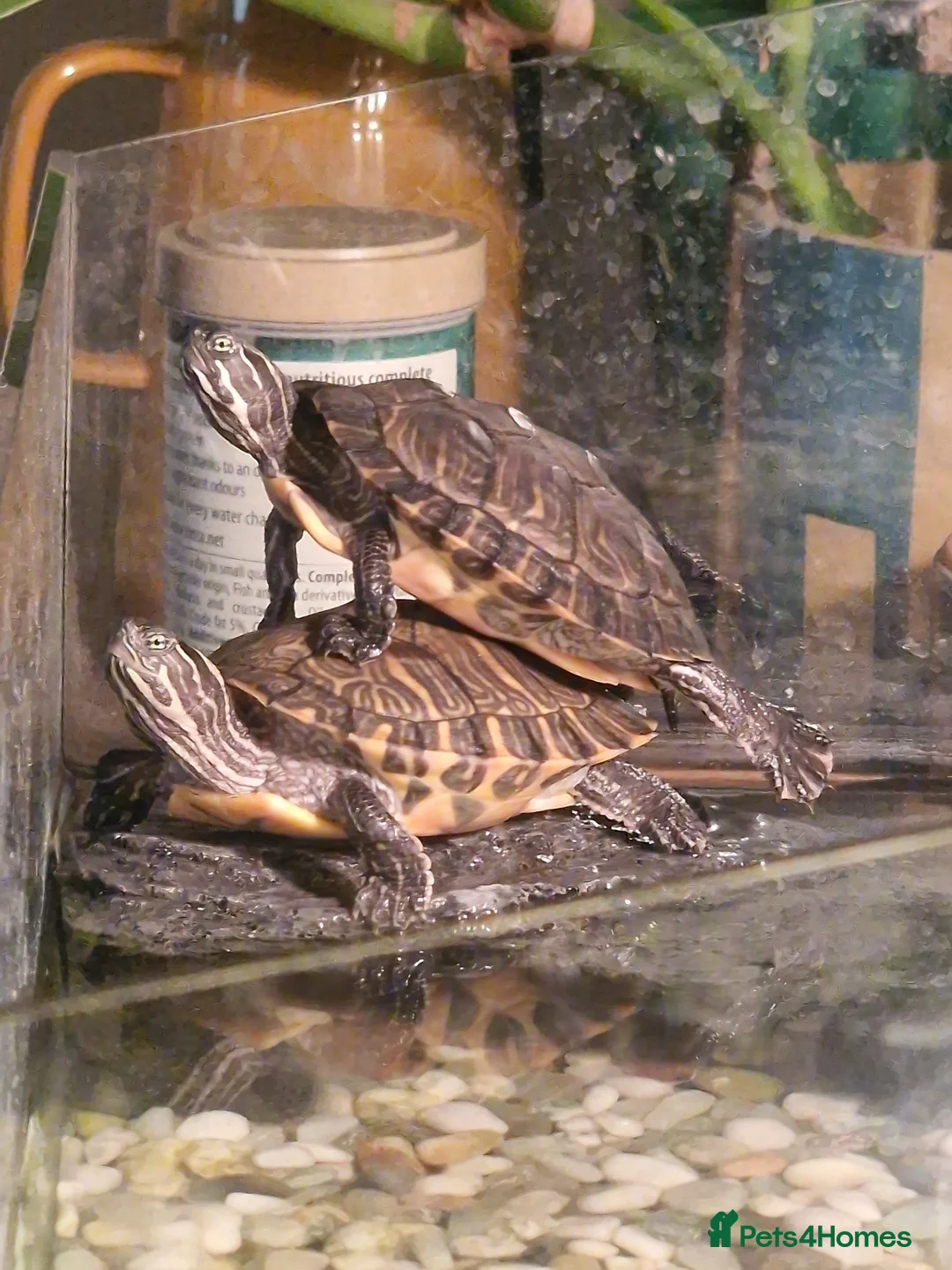 Turtle reptiles for sale: Two very happy turtle in Oxford - Advert 11