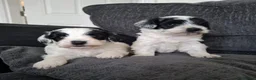 Mixed Breed dogs for sale: Cockapoochon - Advert 6
