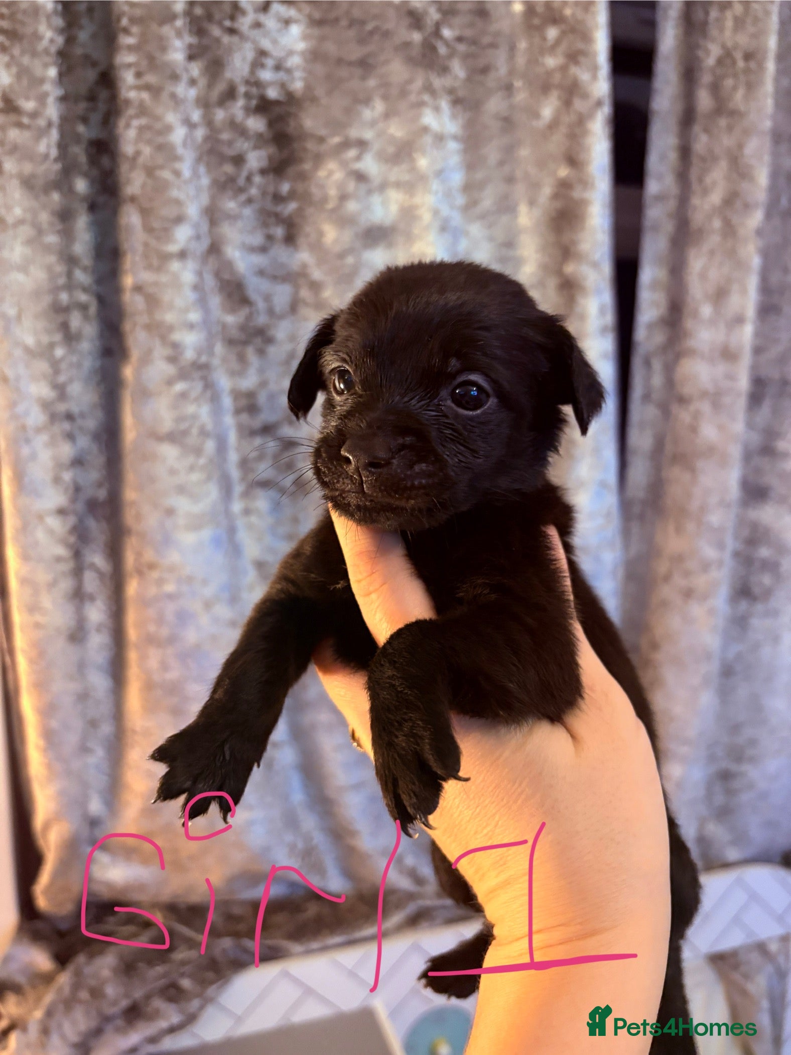 Patterjack dogs Patterjack READY 12th JANUARY!!!! - Advert 13