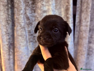 Patterjack dogs Patterjack READY 12th JANUARY!!!! - Advert 13