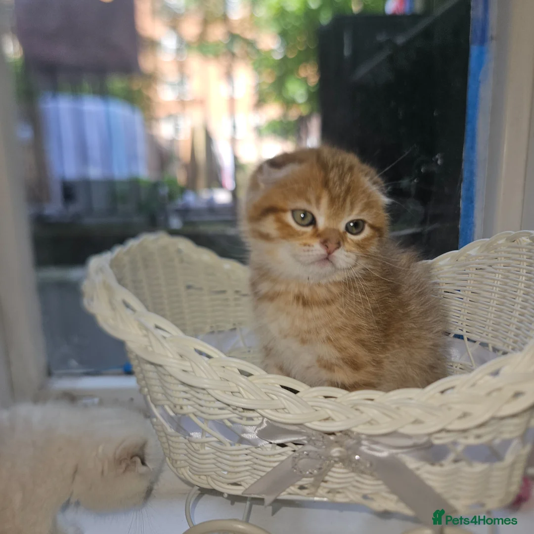 Scottish Fold cats for sale: Tica full pedigree scottish fold kittens london  - Advert 2