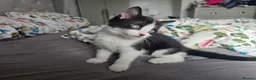 Mixed Breed cats for sale: 2 adorable black and white kittens - Advert 3