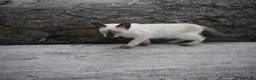 Siamese cats for sale: Adorable Siamese Kittens in Inverness - Advert 13