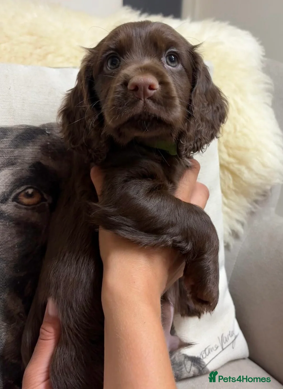 Cocker Spaniel dogs for sale: Gorgeous chocolate working cocker dog pup - Advert 2