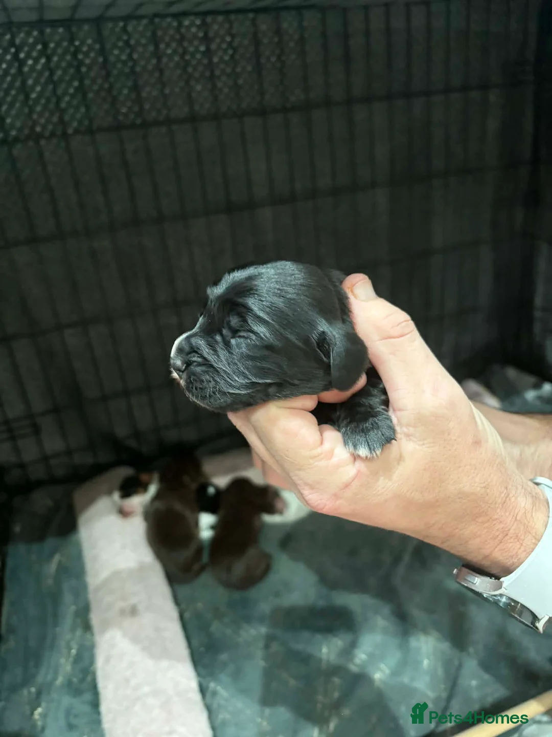 Cocker Spaniel dogs for sale: Stunning mixed colour cocker spaniels - Advert 8