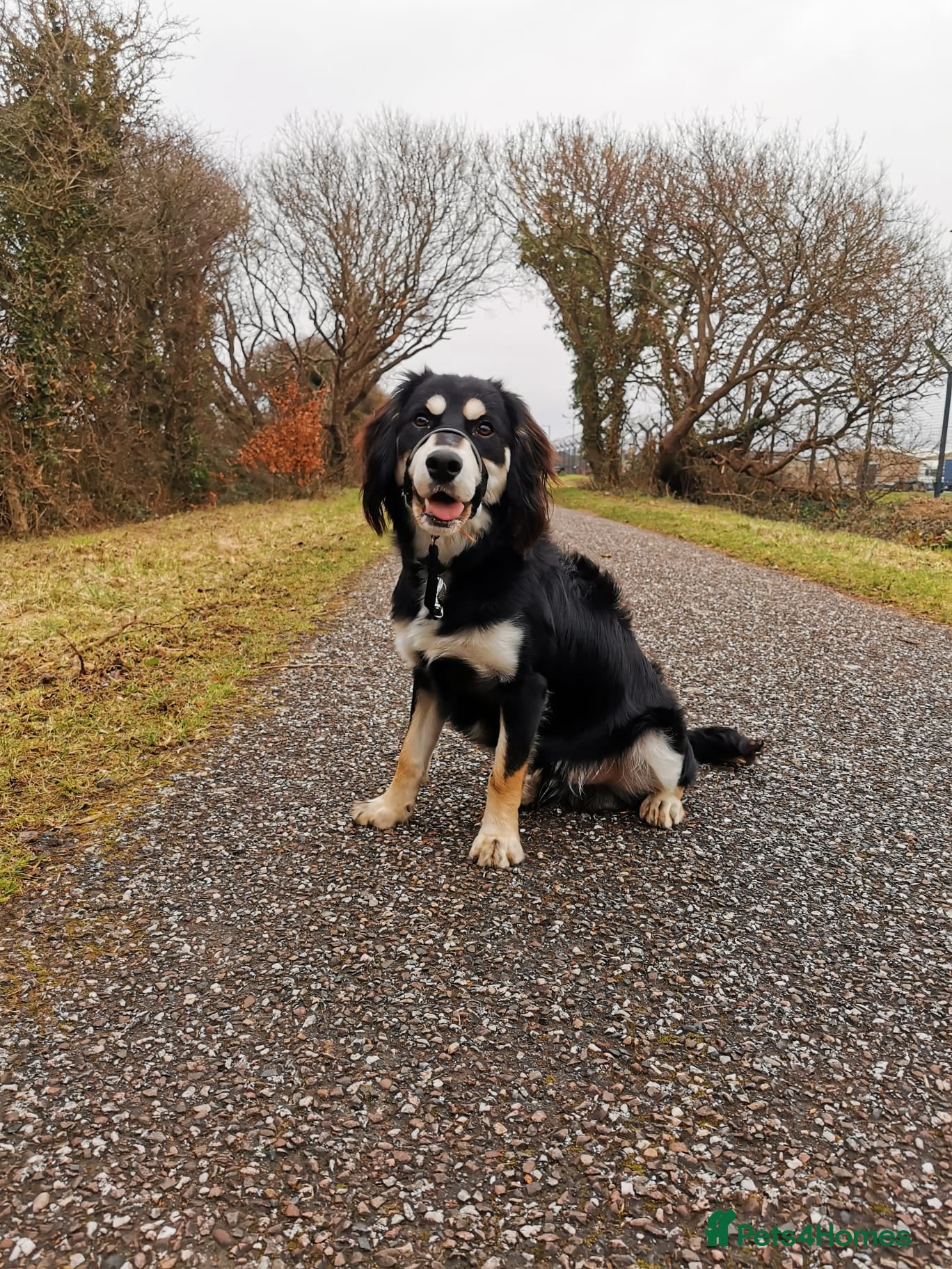 Mixed Breed dogs Collie x spaniel for STUD. - Advert 10