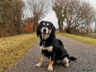 Mixed Breed dogs Collie x spaniel for STUD. - Advert 14