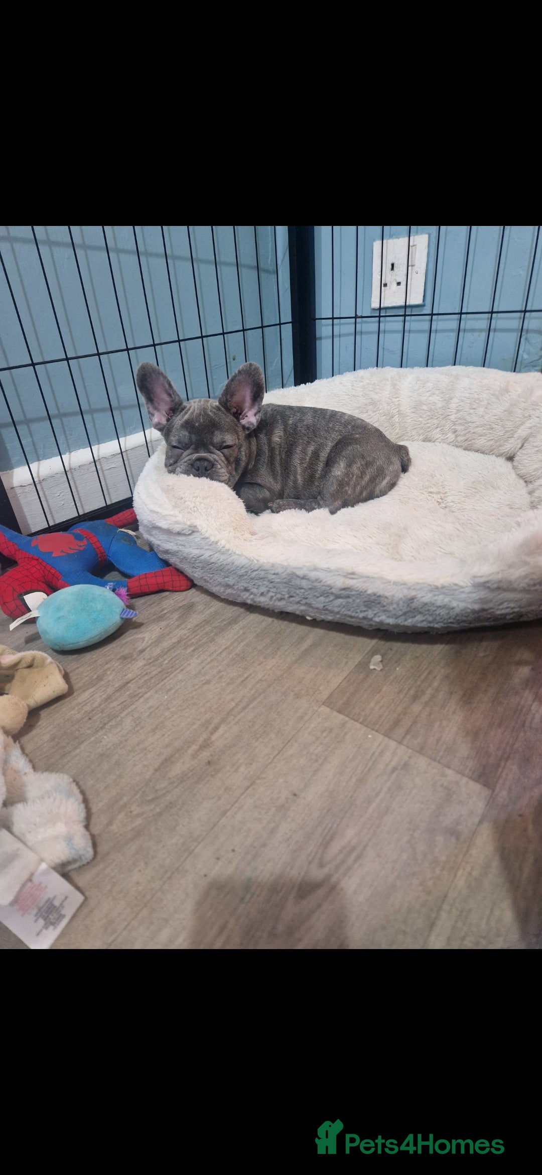 French Bulldog dogs for sale: Beautiful brindle french-bulldog girl left!  - Image 1