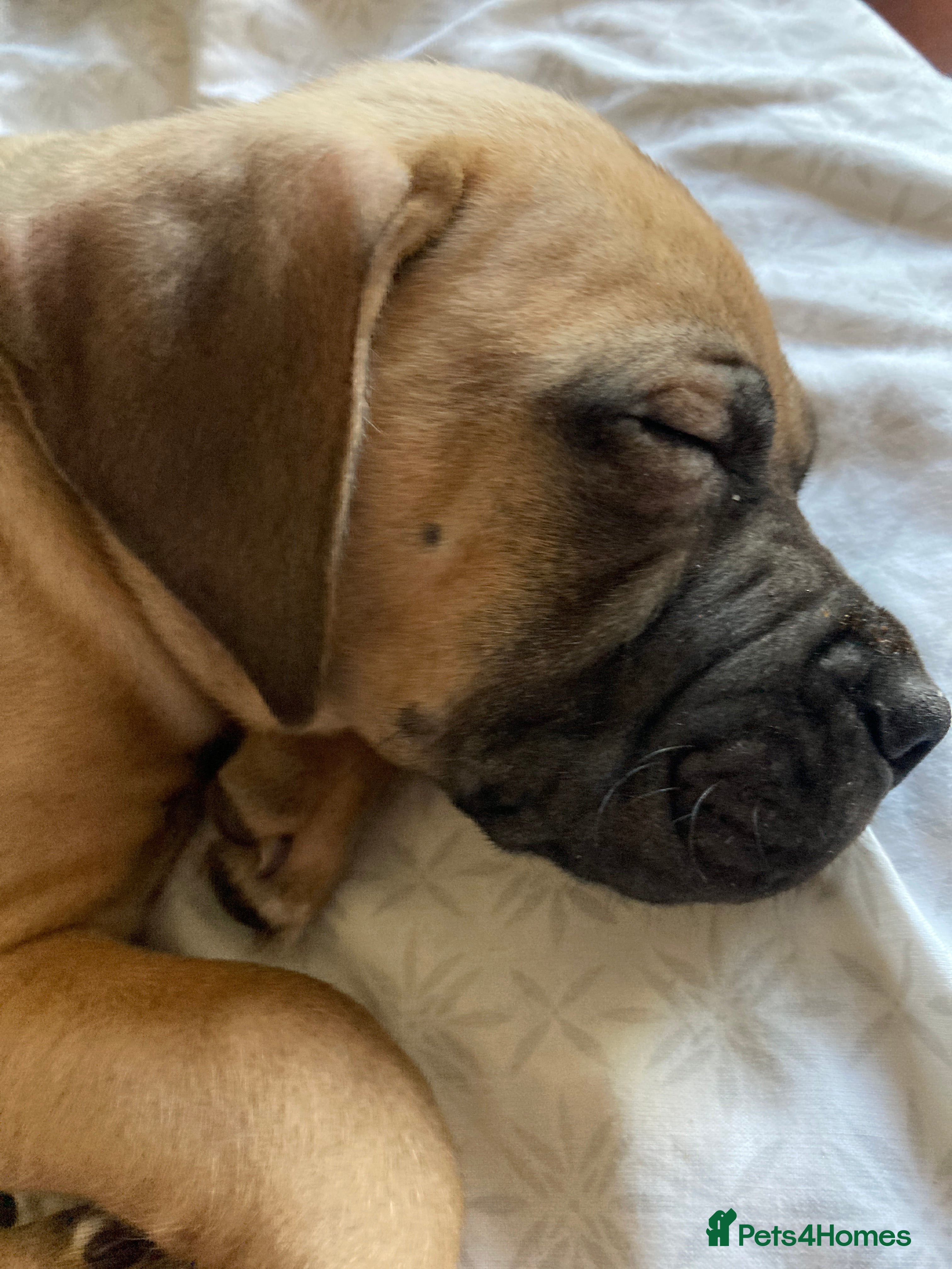 Mixed Breed dogs 🥰 ❤️ ONE BOY ❤️ 🥰 - Advert 15