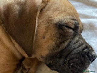 Mixed Breed dogs 🥰 ❤️ ONE BOY ❤️ 🥰 - Advert 15