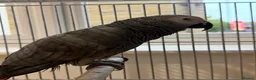 Parrots birds for sale: Beautiful African Grey parrot male in Peterborough - Advert 3