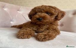 Maltipoo dogs for sale: Beautiful Maltipoo Toy Puppies - Image 18