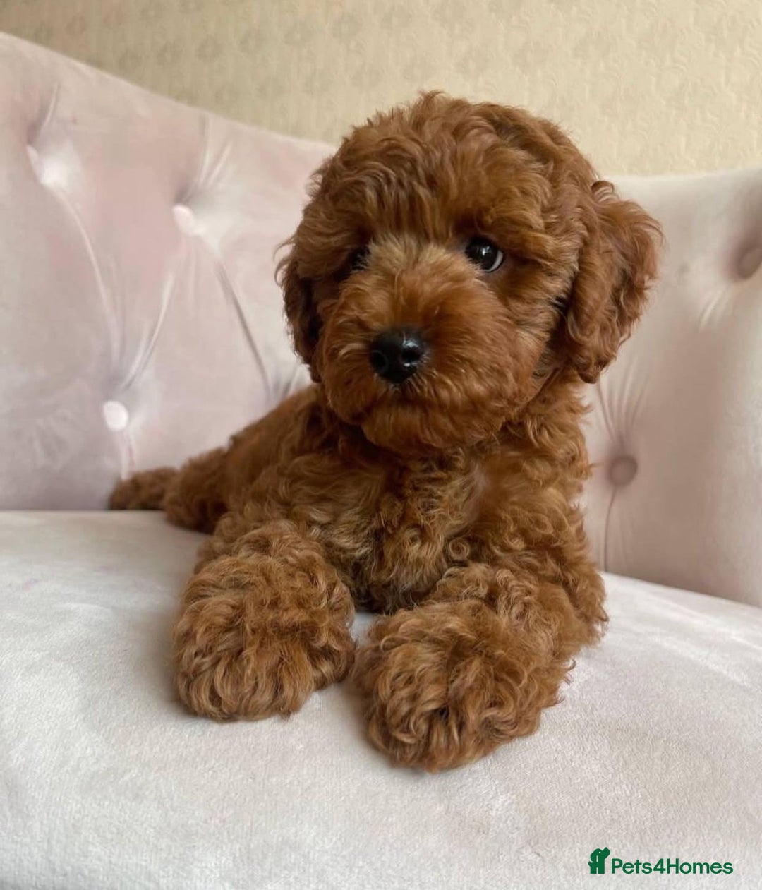 Maltipoo dogs for sale: Beautiful Maltipoo Toy Puppies - Image 18