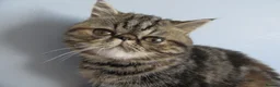 Exotic cats for sale:  Beautiful Exotic female kittens - Advert 6