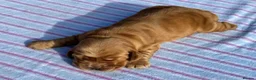 Cocker Spaniel dogs for sale: Beautiful Show Type Kc Reg. in Dymock - Advert 3