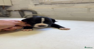 Mixed Breed dogs - Advert 10