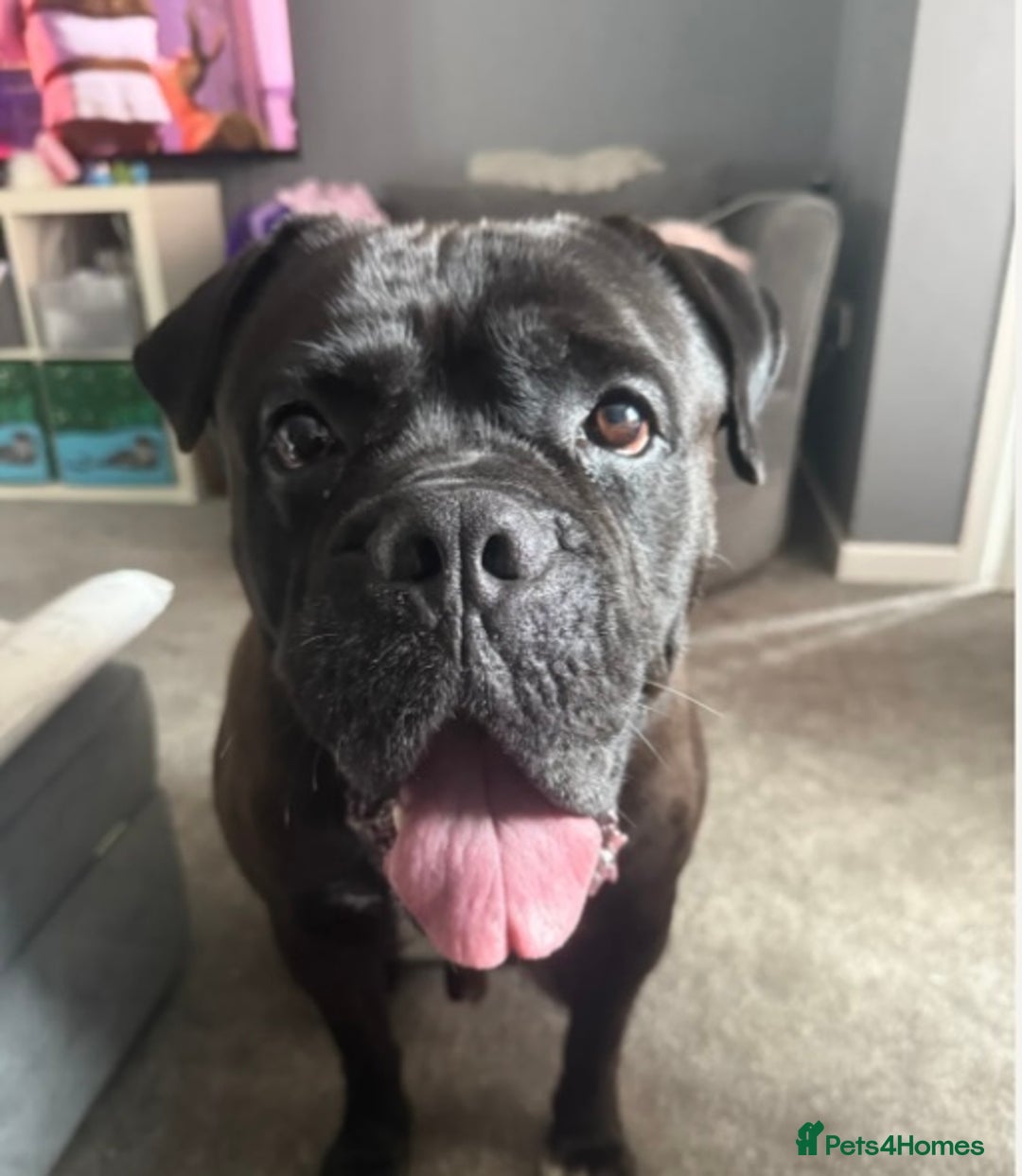 Cane Corso dogs for sale: Cane corso male needs new home - Image 5