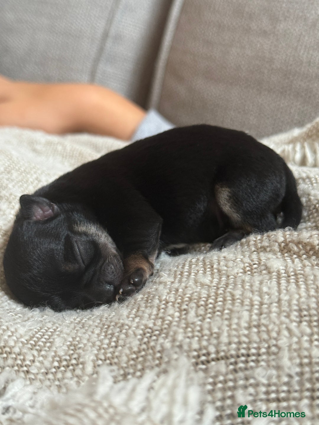 Chihuahua dogs for sale: Tiny Black & Tan Chihuahua Boy – Ready 14th Oct - Image 6