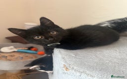 Mixed Breed cats for sale: 4 kittens for sale - Image 7