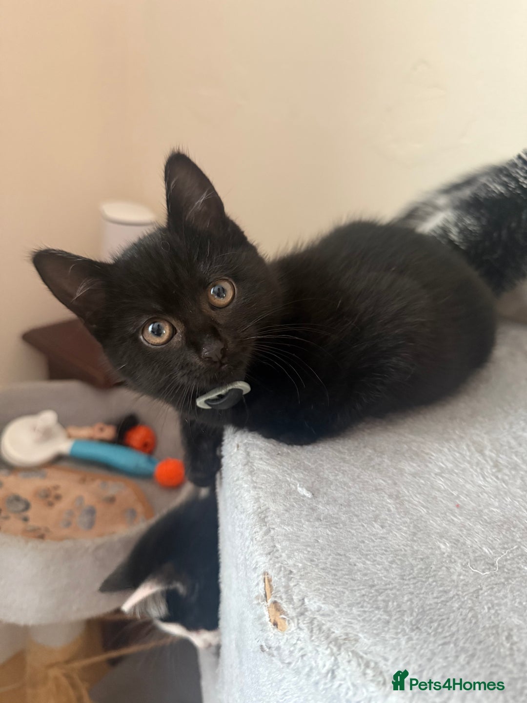 Mixed Breed cats for sale: 4 kittens for sale - Image 7