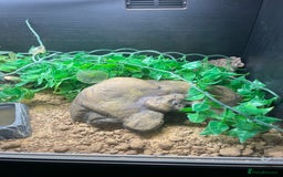 Leopard Gecko reptiles for sale: Gorgeous Leopard Gecko with complete setup  - Image 5
