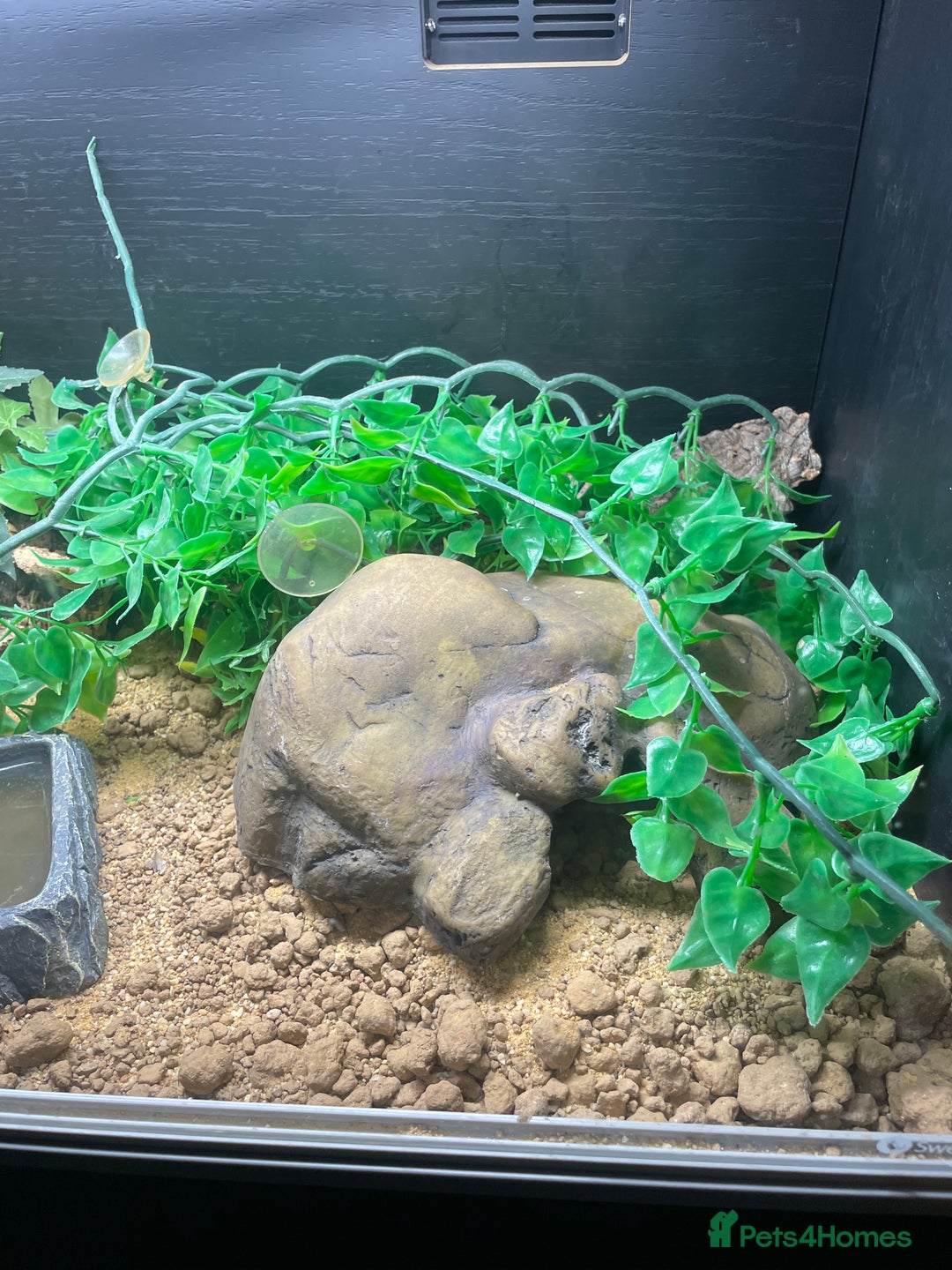 Leopard Gecko reptiles for sale: Gorgeous Leopard Gecko with complete setup  - Image 5