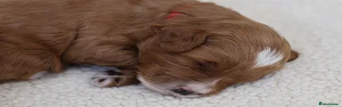 Cavapoo Puppy 3
