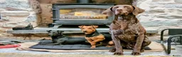 German Shorthaired Pointer dogs for sale: Bronson  - Advert 2