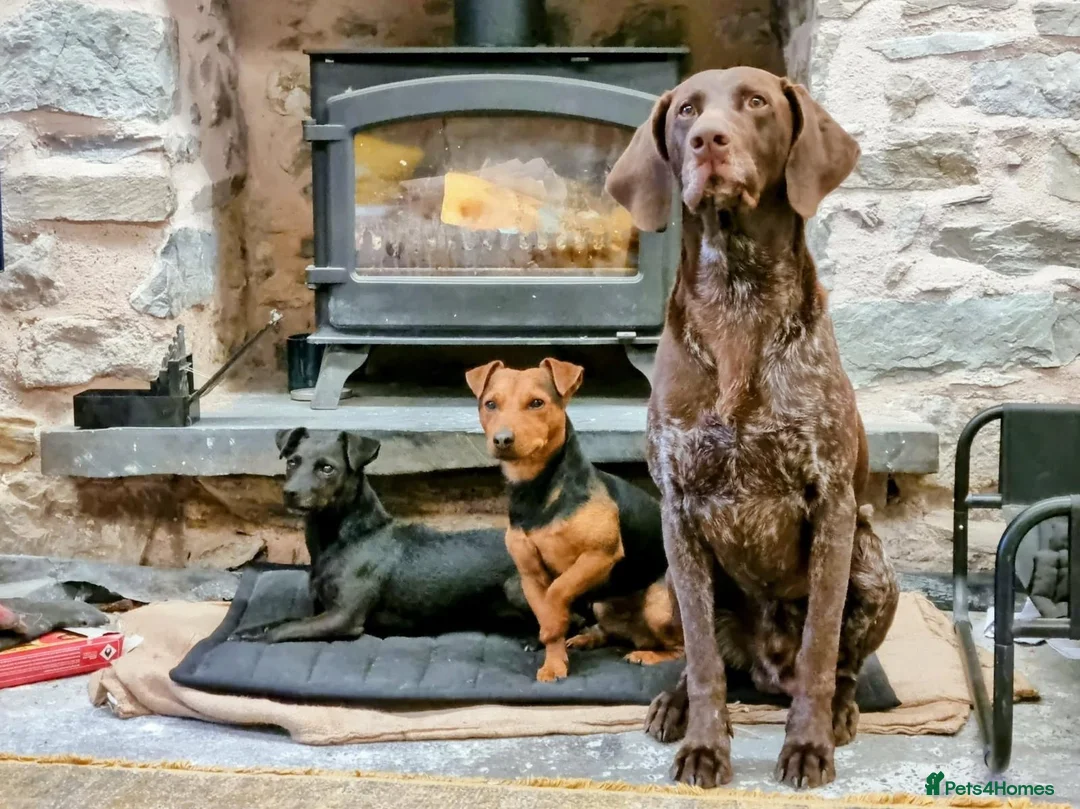 German Shorthaired Pointer dogs for sale: Bronson  - Advert 2