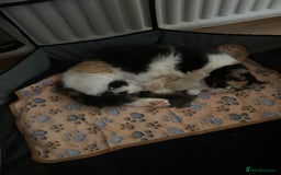 Exotic cats for sale: 3 Exotic x kittens for sale - Advert 1