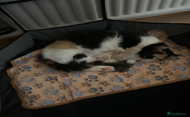 Exotic cats 3 Exotic x kittens for sale - Advert 16