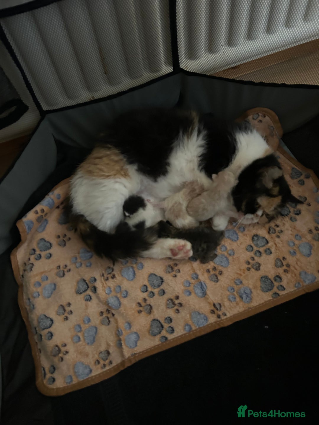 Exotic cats for sale: 3 Exotic x kittens for sale - Advert 1