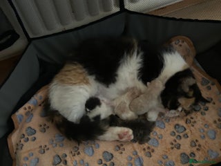 Exotic cats 3 Exotic x kittens for sale - Advert 6