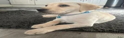 Labrador Retriever dogs for sale: KC Registered Labrador Puppies  - Advert 25