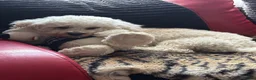 Maltipoo dogs for stud: White toy Maltipoo Stud dog /Woolwich - Advert 6