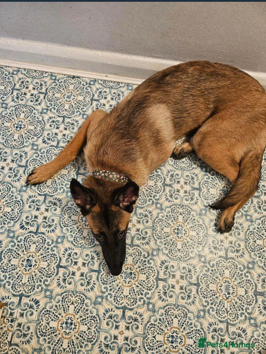 Belgian Shepherd Dog dogs for sale: Beautiful female belgian malinois in Dagenham - Advert 2