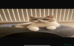 British Shorthair cats for sale: 8 month female BSH kitten- TICA registered - Image 2