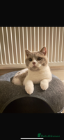 British Shorthair cats - Advert 7