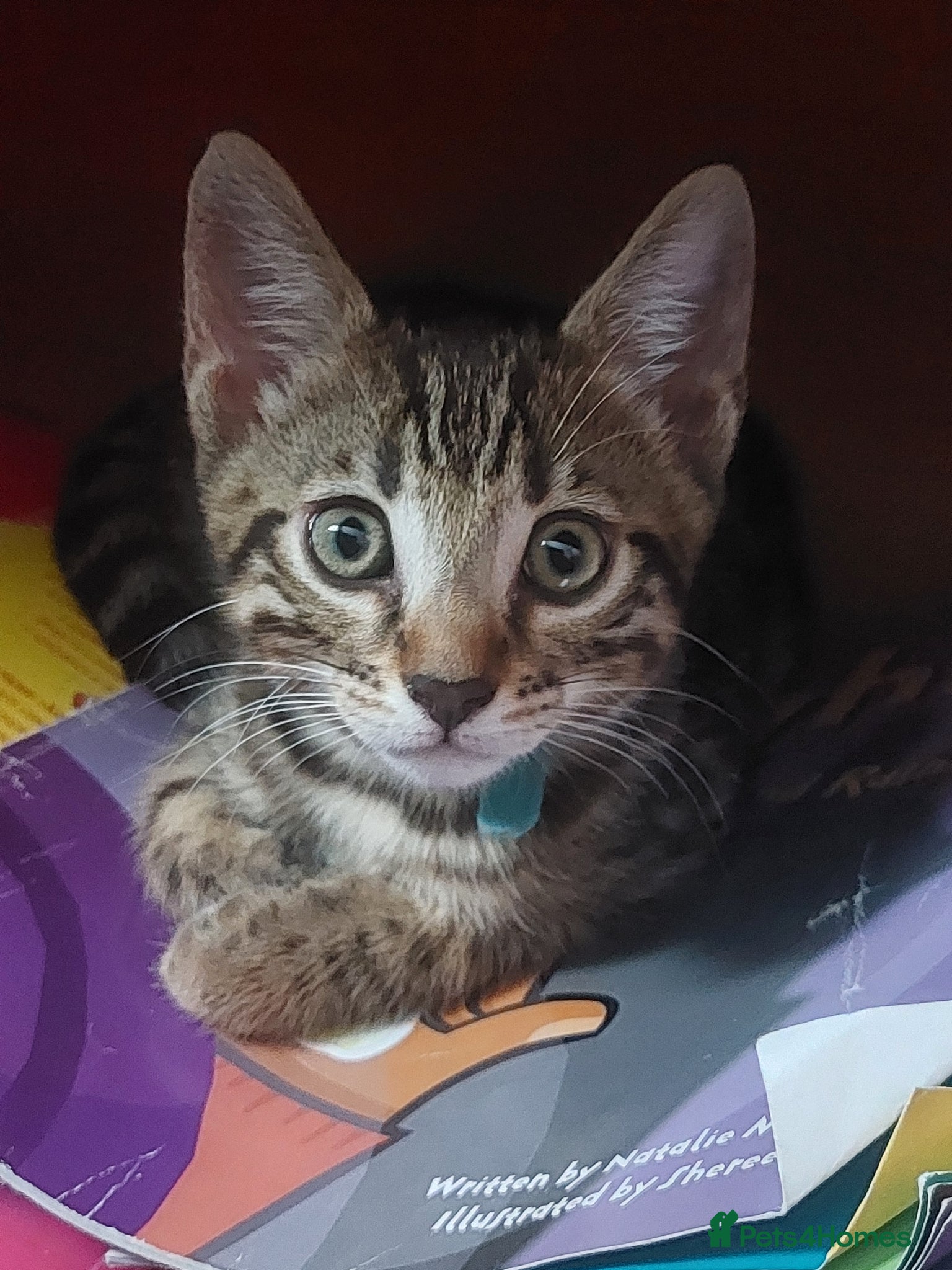Bengal cats One BOY💙 left Half BENGAL Mixed X Tabby - Advert 4