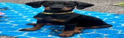 Dobermann dogs for sale: Health tested European puppies  - Advert 7