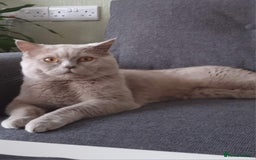 Scottish Fold cats for sale: Ready for new home 😻 - Image 19