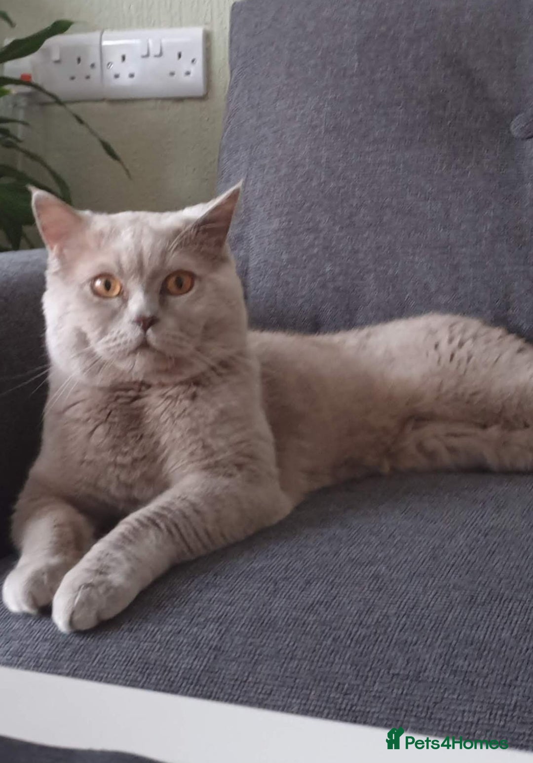 Scottish Fold cats for sale: Ready for new home 😻 - Image 19