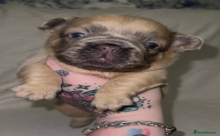 French Bulldog dogs - Advert 5