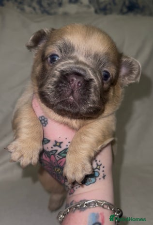 French Bulldog dogs - Advert 5