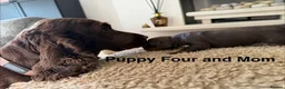 Cocker Spaniel dogs for sale: *SHOW TYPE COCKER SPANIEL PUPPIES* in Walsall - Advert 12