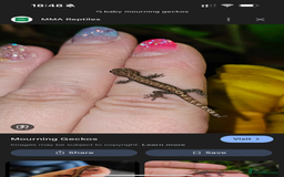 Gecko reptiles for sale: Lizards for sale - lot to choose from  in Nottingham - Image 16