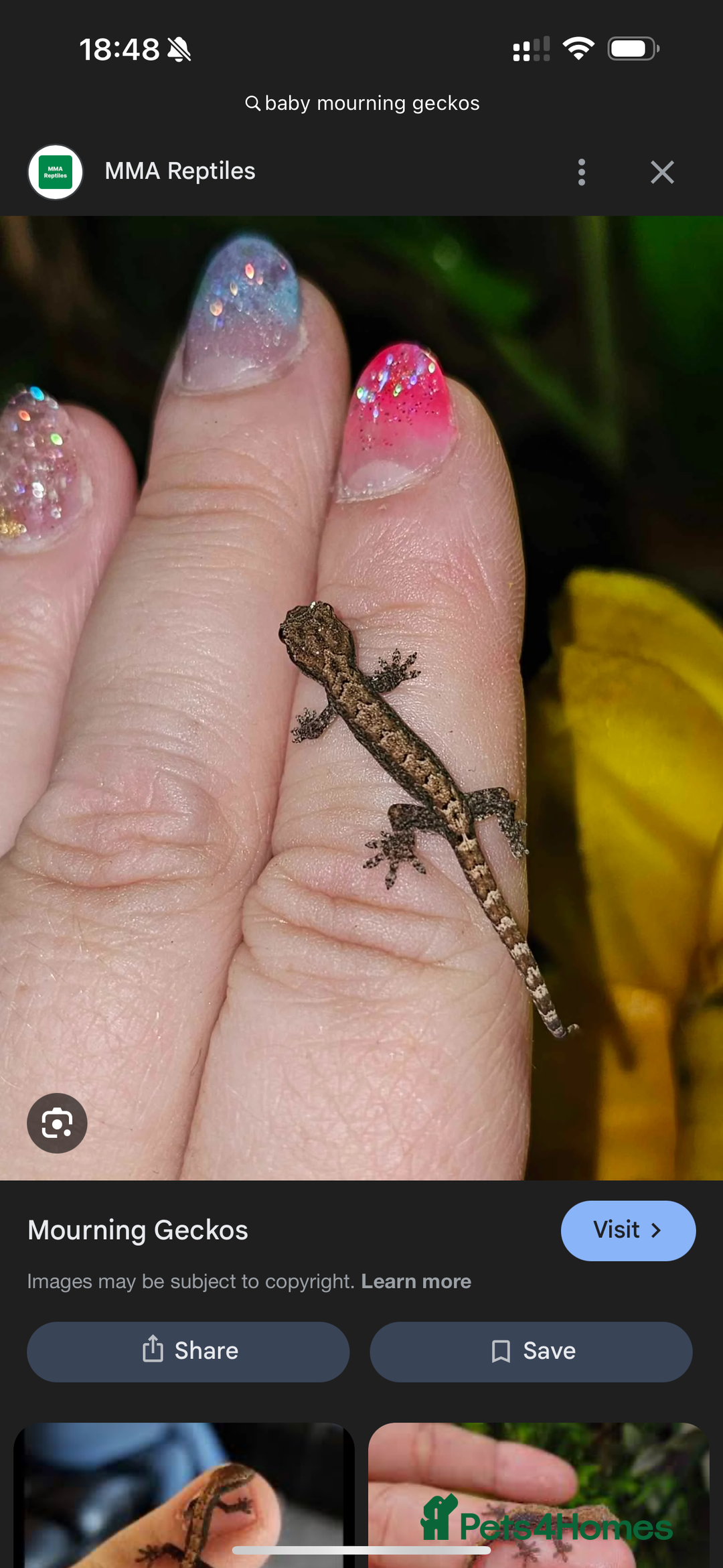 Gecko reptiles for sale: Lizards for sale - lot to choose from  in Nottingham - Image 16
