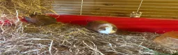 Guinea Pig rodents for sale: Mixed boys and girls  - Advert 4