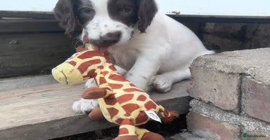 English Springer Spaniel dogs - Advert 5