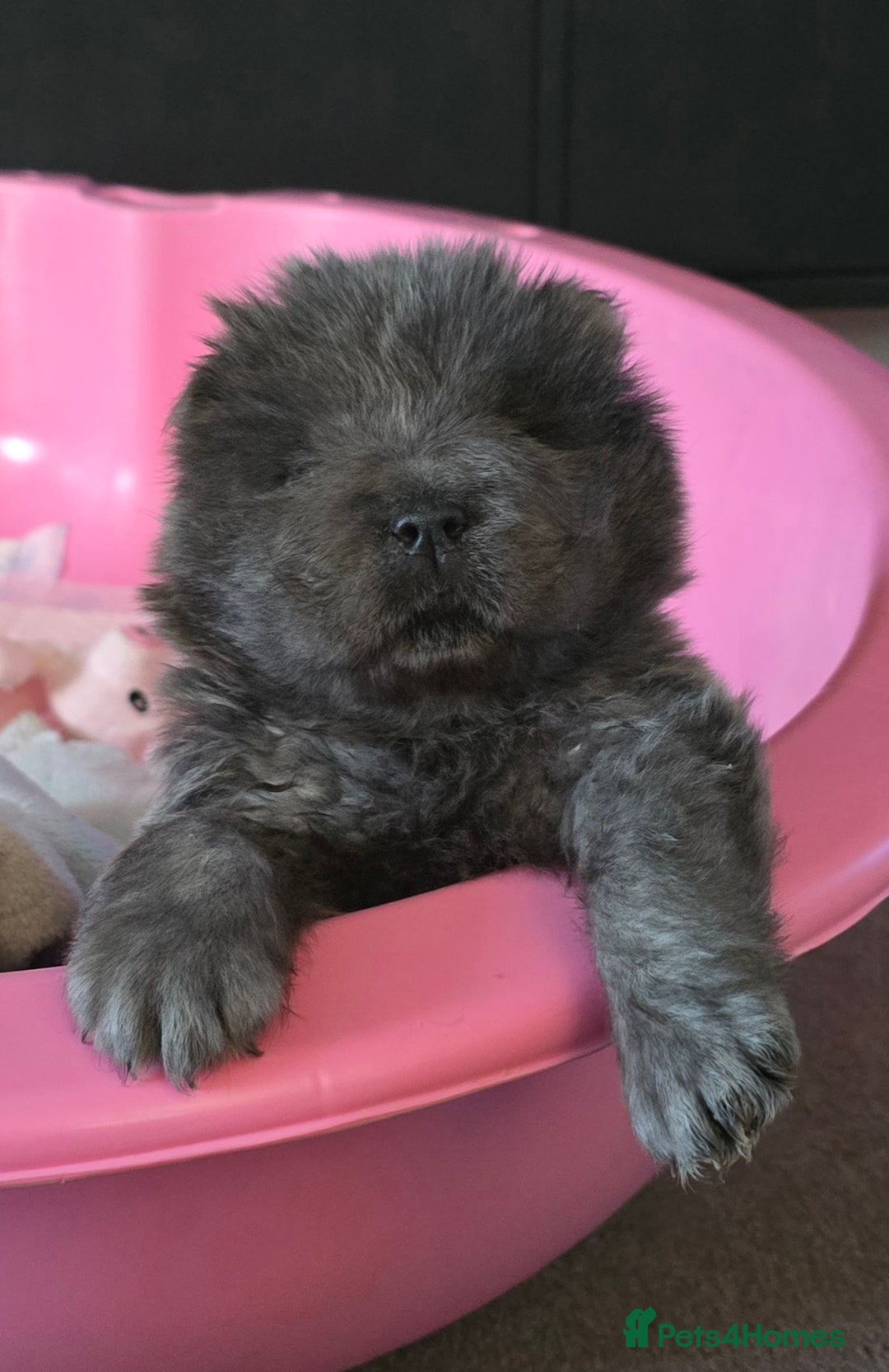 Chow Chow dogs for sale: Stunning blue chow chow female pup - Advert 6